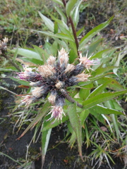 Saussurea pseudotilesii