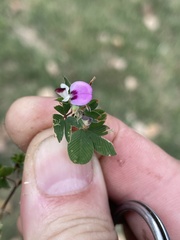 Kummerowia stipulacea