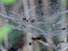 Argyrodes argyrodes