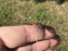 Sympetrum obtrusum