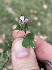 Kummerowia stipulacea