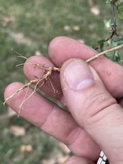 Kummerowia stipulacea