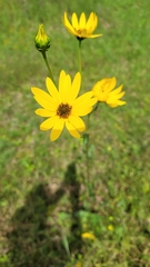 Silphium