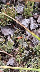 Cladonia cristatella