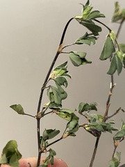 Kummerowia stipulacea