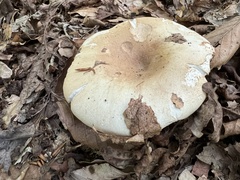 Russula compacta