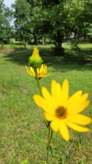 Silphium