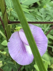 Centrosema virginianum