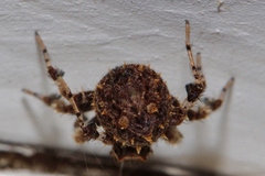 Portia schultzi