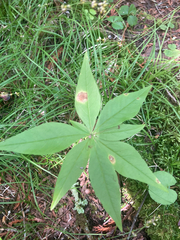 Lysimachia borealis