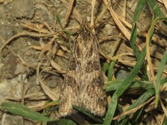Nomophila nearctica