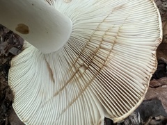 Russula compacta