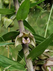 Epipactis helleborine