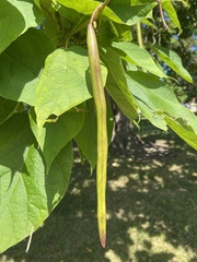 Catalpa speciosa