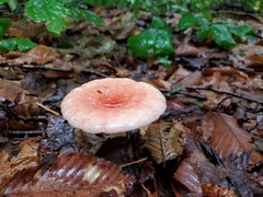 Russula paludosa