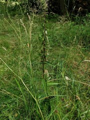 Epipactis helleborine