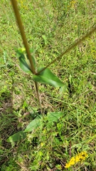 Silphium