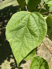 Catalpa speciosa