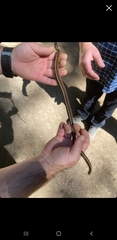 Thamnophis elegans terrestris