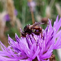 Sicus ferrugineus