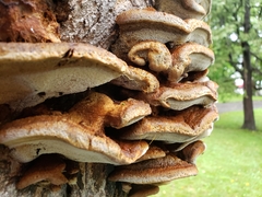 Inonotus hispidus
