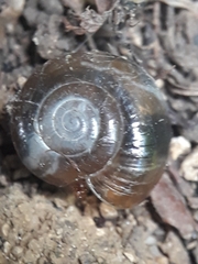 Oxychilus draparnaudi