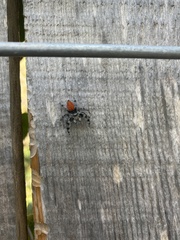 Phidippus adumbratus