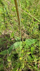 Silphium
