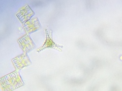 Staurastrum anatinum