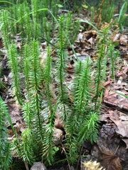 Lycopodiaceae