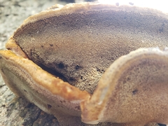 Inonotus hispidus