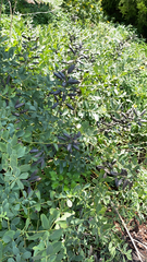 Baptisia australis