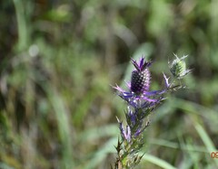 Eryngium leavenworthii