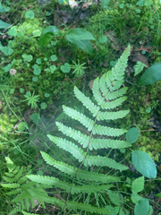 Athyrium angustum