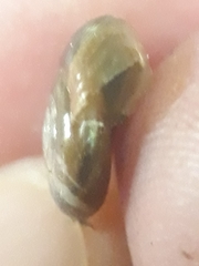 Oxychilus draparnaudi