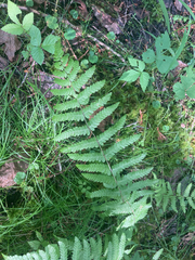Athyrium angustum