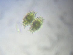 Staurastrum polytrichum