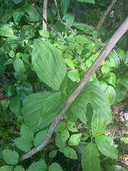 Cypripedium reginae