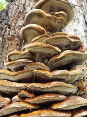 Inonotus hispidus