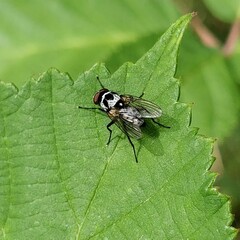 Anthomyia procellaris