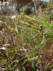 Epilobium brachycarpum