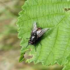 Musca autumnalis