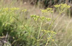 Foeniculum vulgare