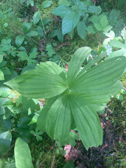 Cypripedium reginae