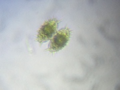 Staurastrum polytrichum