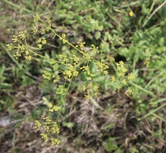 Foeniculum vulgare