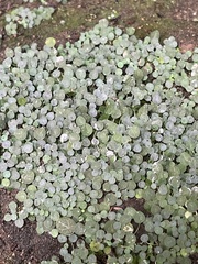 Peperomia rotundifolia