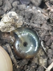 Oxychilus draparnaudi