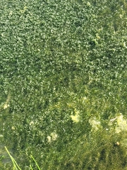 Elodea canadensis
