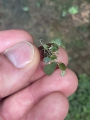 Peperomia rotundifolia